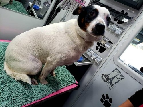 Mylo the Mix
